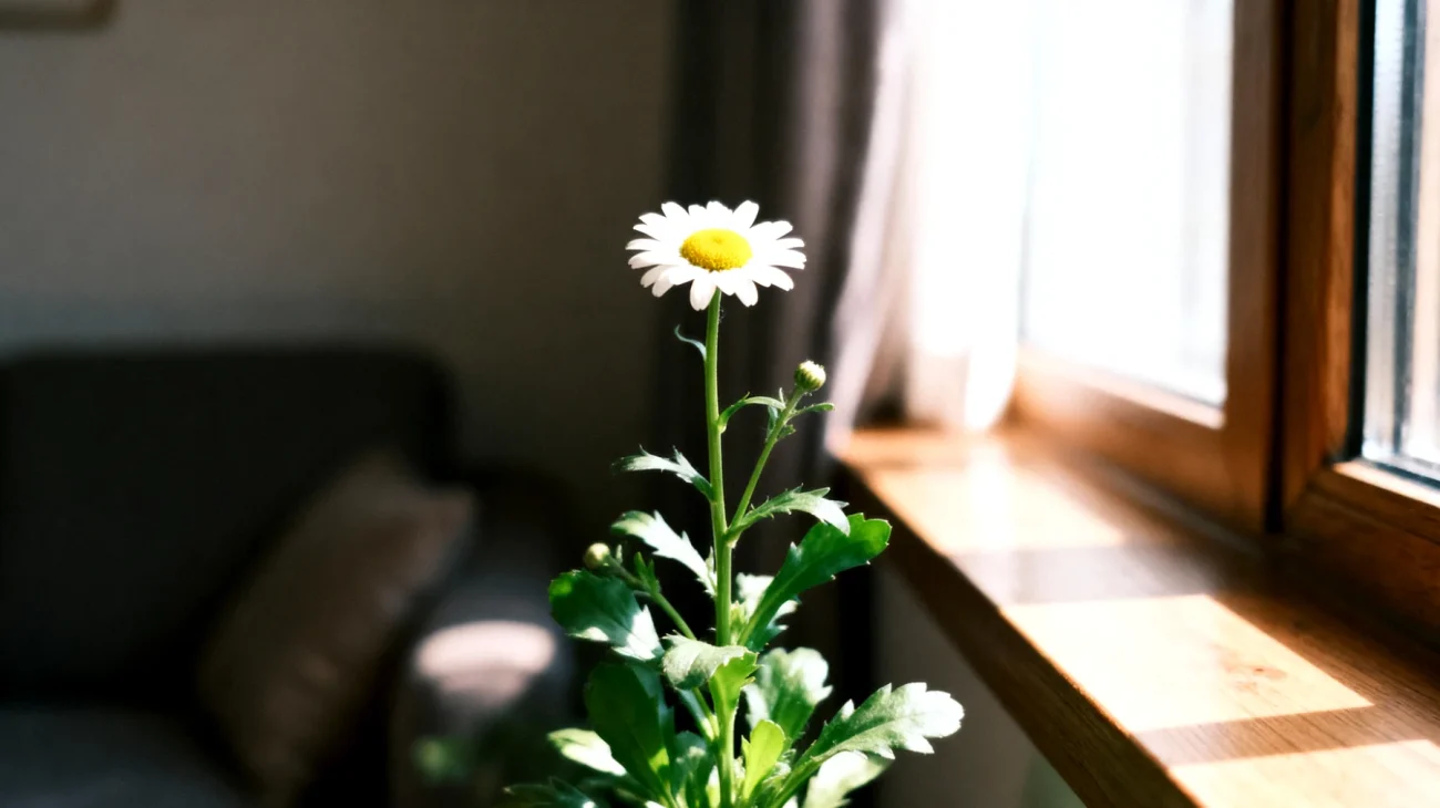 Gänseblümchen"