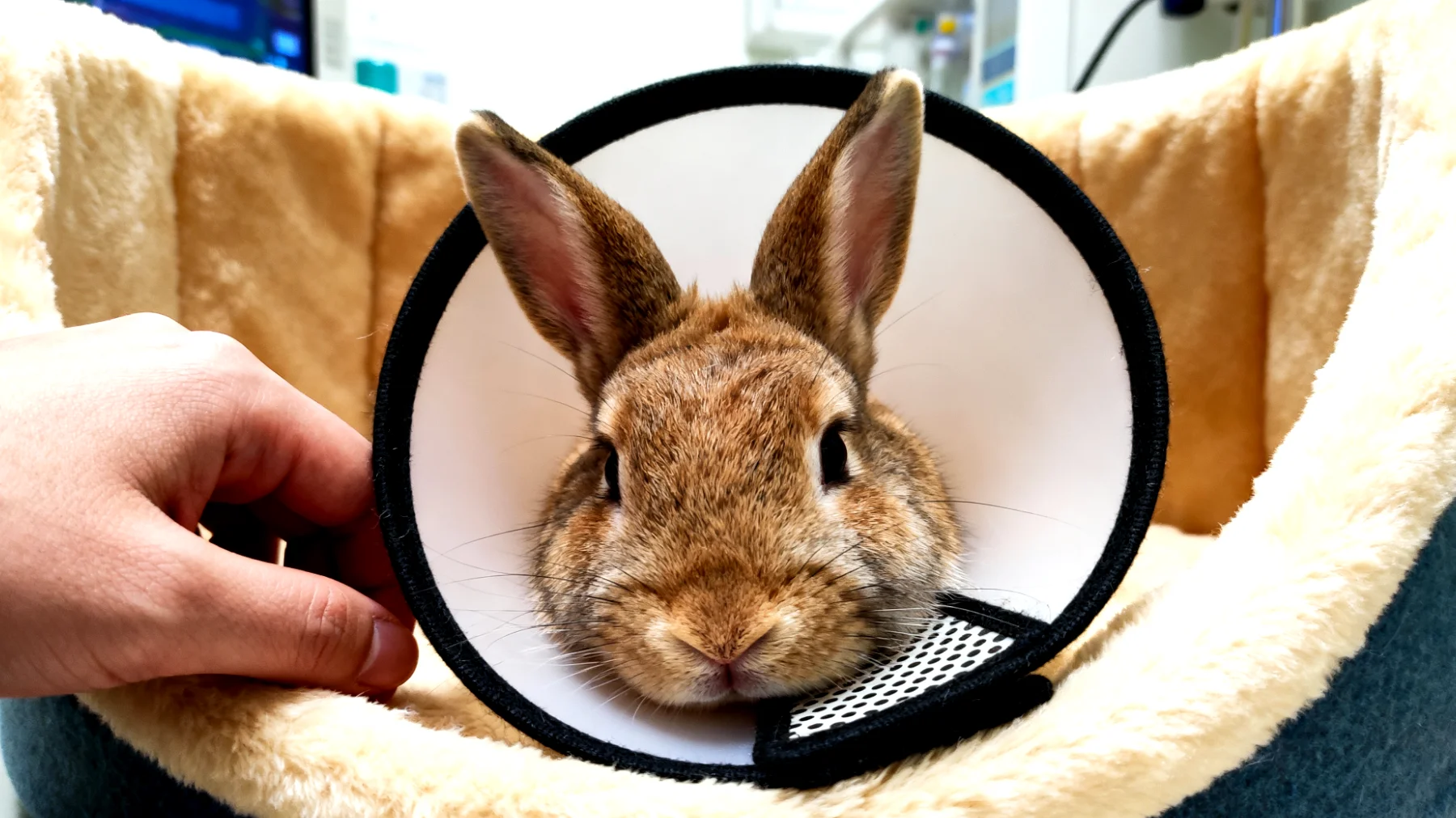 Kaninchen benötigen nach der Kastration besondere Pflege und Überwachung, um Komplikationen wie Wundinfektionen, Schmerzen oder Verhaltensänderungen zu vermeiden und eine optimale Genesung sicherzustellen"