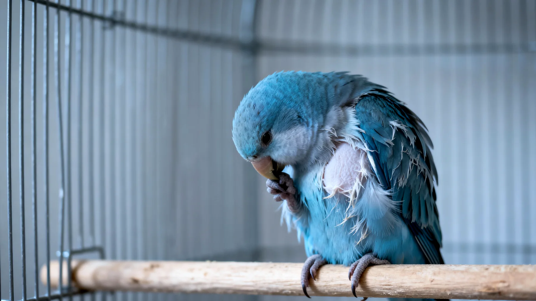 Erwachsene Wellensittiche zeigen oft Langeweile und Verhaltensstörungen wie Federrupfen oder stereotype Bewegungen, wenn sie nicht ausreichend beschäftigt werden und zu wenig mentale Stimulation erhalten"