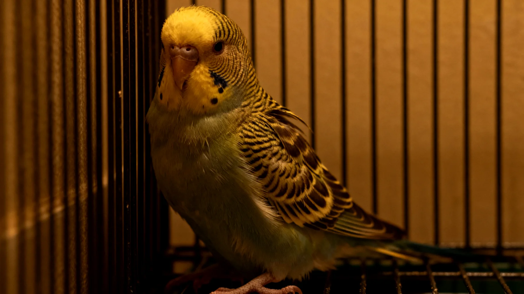 Wellensittiche leiden häufig unter Stress in der Wohnungshaltung aufgrund von Lärmbelastung, beengten Käfigverhältnissen, fehlenden Rückzugsmöglichkeiten und mangelnder artgerechter Stimulation, was zu Verhaltensauffälligkeiten wie Federrupfen, Dauerschreien oder Apathie führen kann"