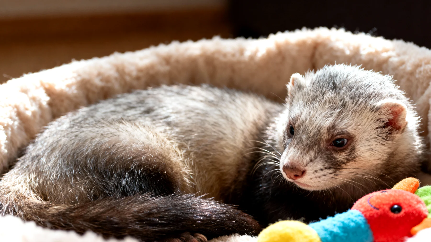 Ältere Frettchen verlieren oft an Energie und Beweglichkeit, wodurch sie sich weniger beschäftigen und schneller gelangweilt oder depressiv werden können. Es fehlt an altersgerechten Spielideen und Beschäftigungsmöglichkeiten, die ihre kognitiven Fähigkeiten fördern und sie geistig fit halten, ohne ihre körperlichen Grenzen zu überschreiten."