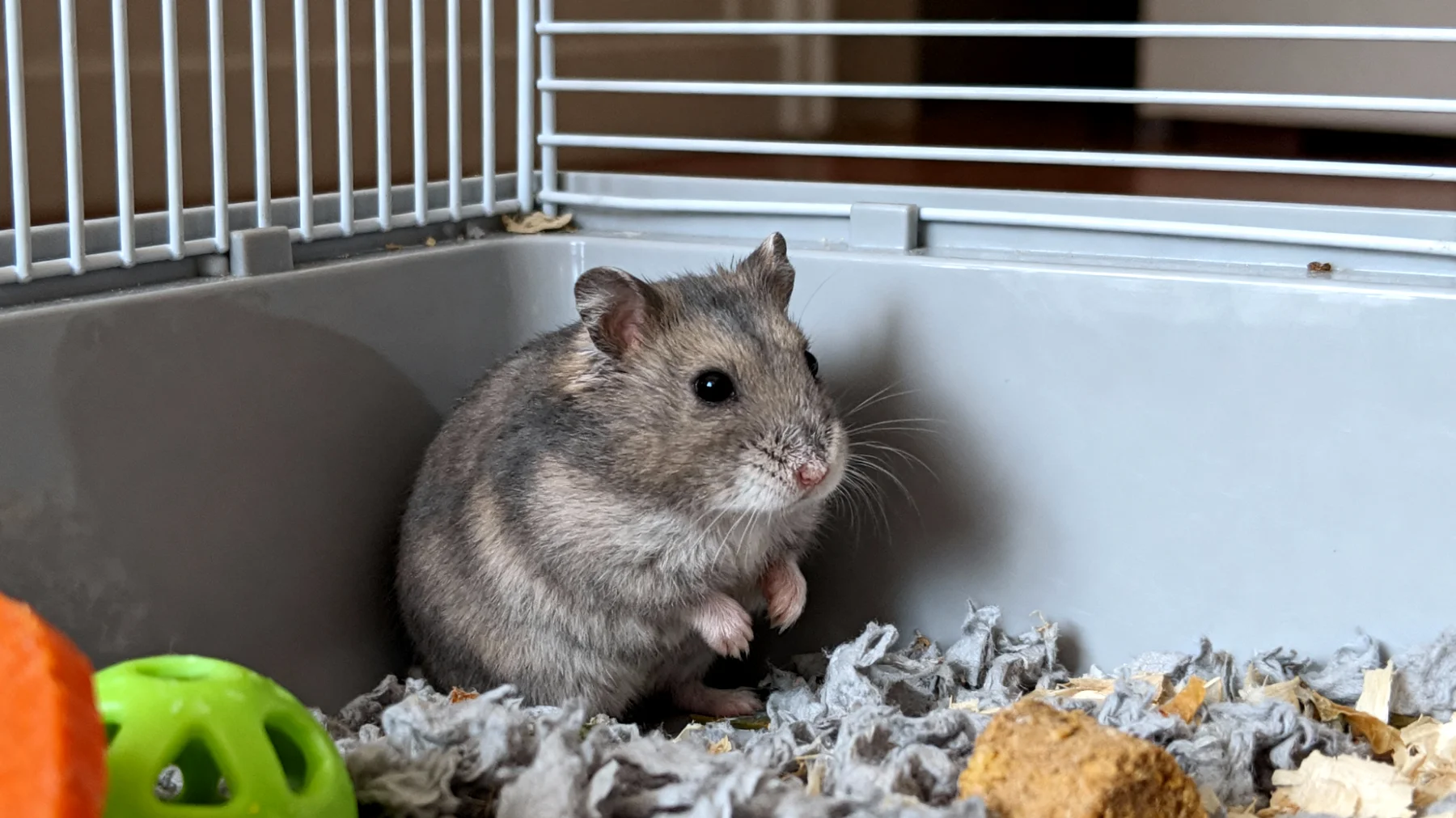 Viele ältere Hamster werden im Seniorenalter adoptiert und haben Schwierigkeiten, sich an die neue Umgebung anzupassen, da sie weniger flexibel sind und bestehende Gewohnheiten schwerer ändern können"