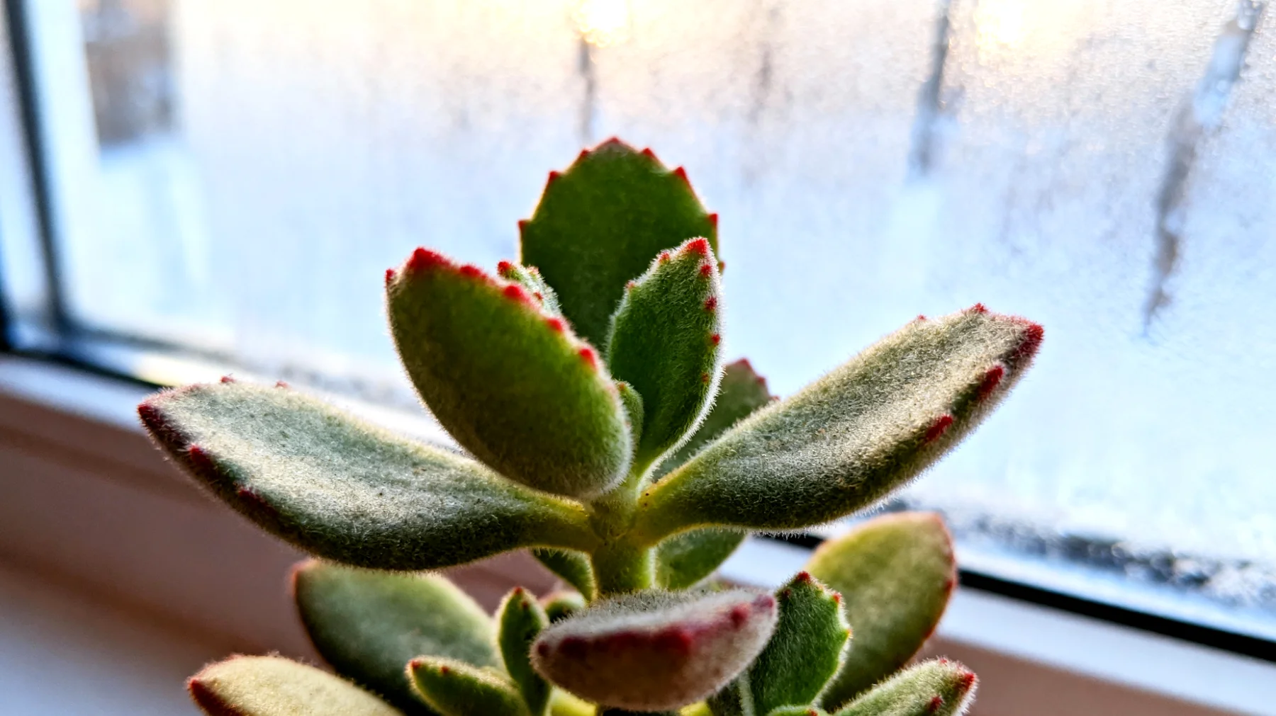 Kalanchoe"