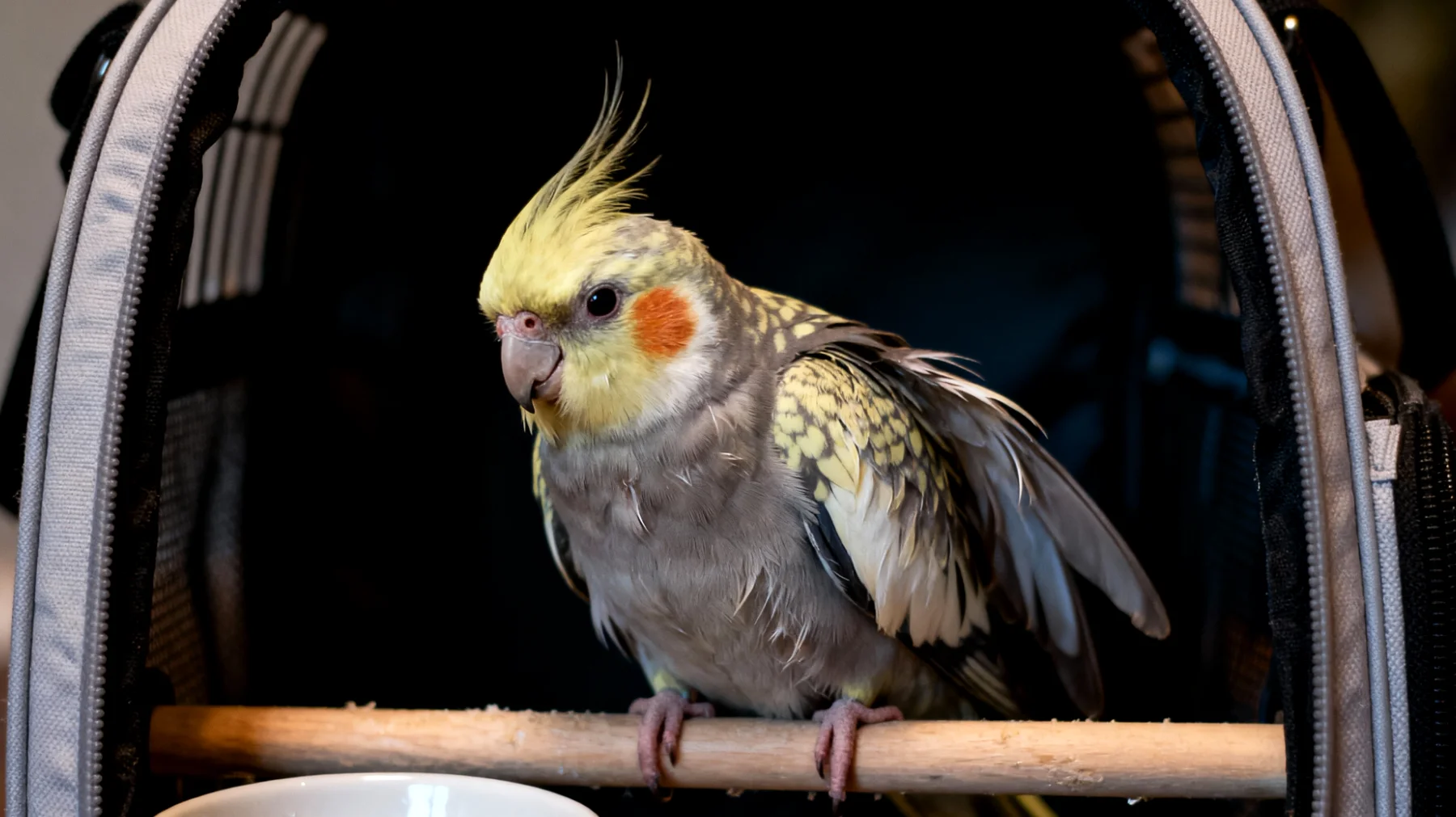 Nymphensittiche leiden während der Reise häufig unter Stress, Dehydrierung und Orientierungslosigkeit durch ungewohnte Umgebungen, Transportboxen und veränderte Tagesrhythmen, was zu Federrupfen, Appetitlosigkeit und erhöhter Anfälligkeit für Krankheiten führen kann"