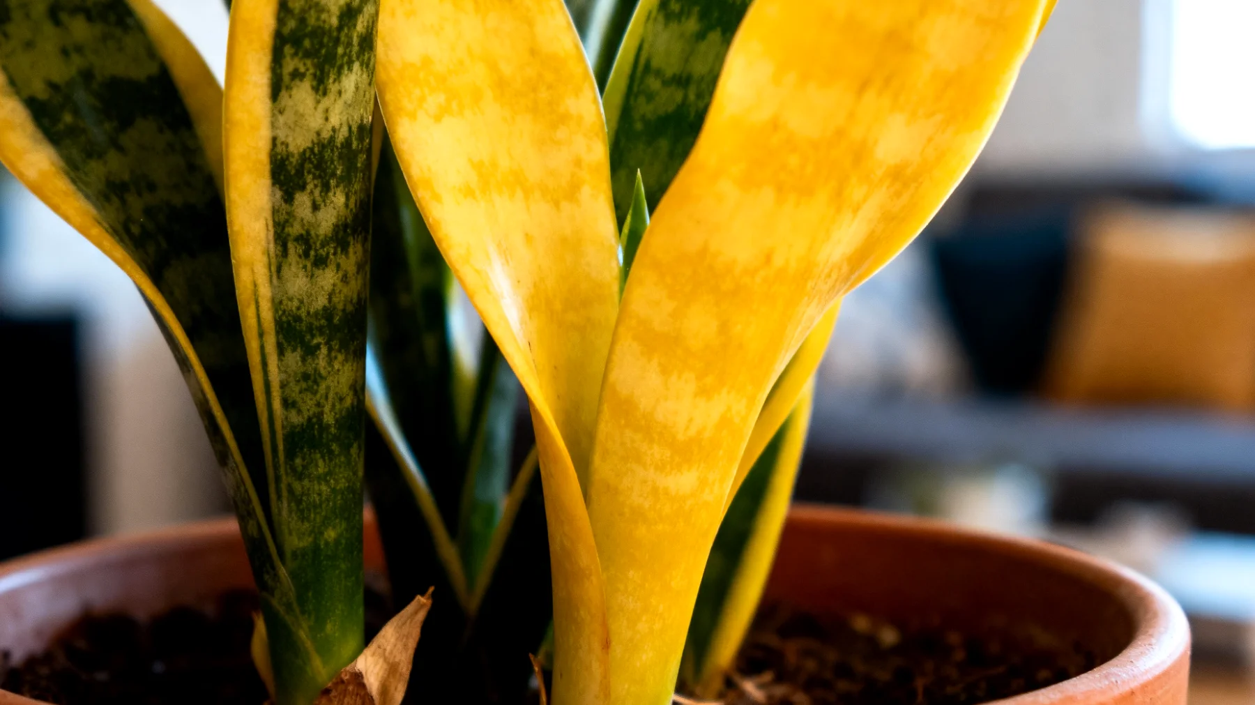 Sansevieria"